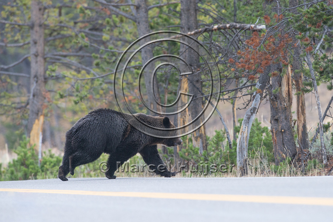Grizzly bear (Ursus arctos) crossing road,  Wyoming, USA