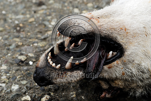 Coyote (Canis latrans) roadkill, WA
