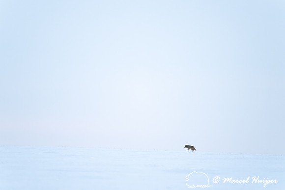 Coyote (Canis latrans) in a snowy wheatfield, Alberta, Canada