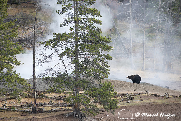Grizzly bear (Ursus arctos) and geyser,  Wyoming, USA