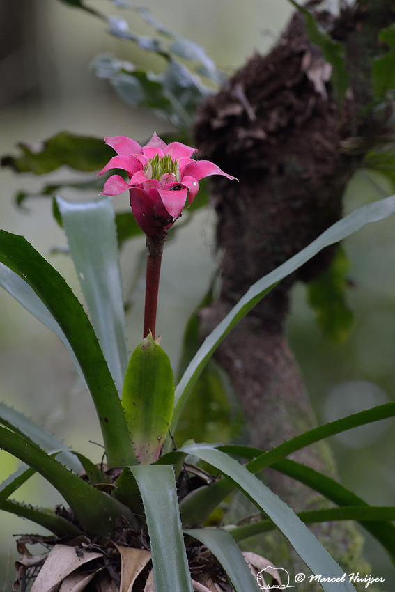 Bromeliad in Atlantic forest, near São Francisco Xavier, São Paulo, Brazil