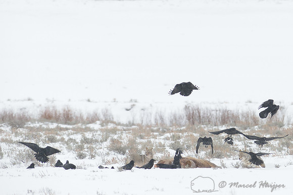 Coyotes (Canis latrans) on elk carcass, Wyoming, USA