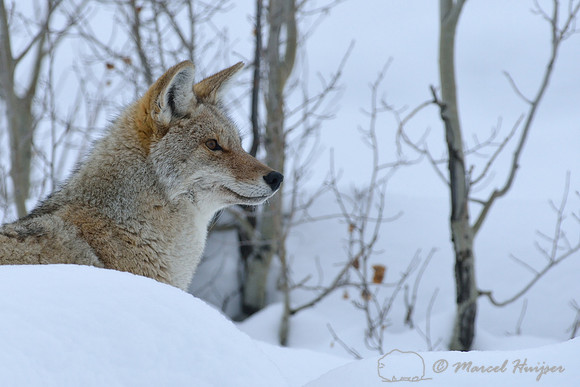 Coyote (Canis latrans) in  snowy landscape, Wyoming, USA