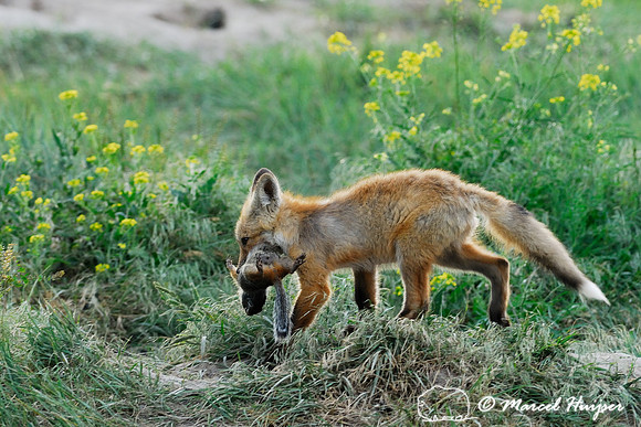 Red fox (Vulpes vulpes) kit carrying away and hiding prey (columbian ground squirrel), Montana, USA
