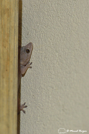 Tropical house gecko, Afro-American house gecko or cosmopolitan house gecko (Hemidactylus mabouia) hiding behind painting, São Roque de Minas , Minas Gerais, Brazil
