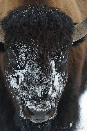 Bison (Bison bison) moving head side to side to move snow to access vegetation under the snow, Wyoming, USA