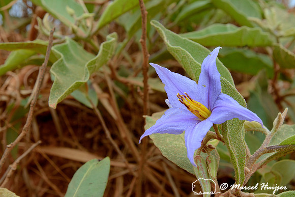 Wolf apple (Solanum lycocarpum), near São Roque de Minas, Minas Gerais, Brazil