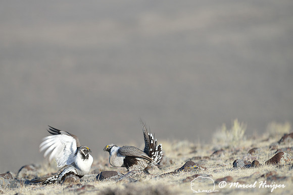 Greater sage-grouse (Centrocercus urophasianus) males fighting, Montana, USA