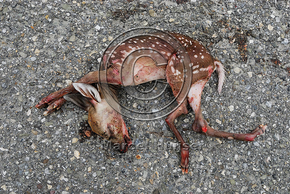 White-tailed deer (Odocoileus virginianus) fetus roadkill, AB  Note: the doe was struck and was lying dead further down the road, fetus was ripped from womb