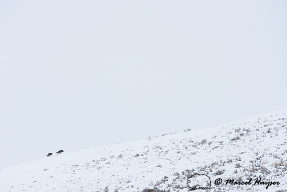 _DSC1867 Wolves (Canis lupus), Lamar Canyon Pack February 2015, Yellowstone National Park, Wyoming, USA