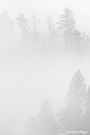 Trees and cliffs in morning fog above Yellowstone River at Tower