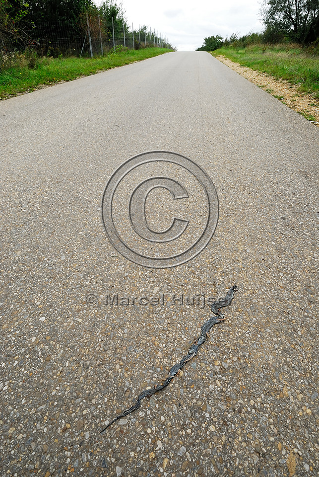 Grass snake (Natrix natrix) roadkillon low volume road on top of multifunctional overpass (wildlife, bicyclists, pedestrians; about 100 m wide), across A4 motorway, Parndorf, Austria