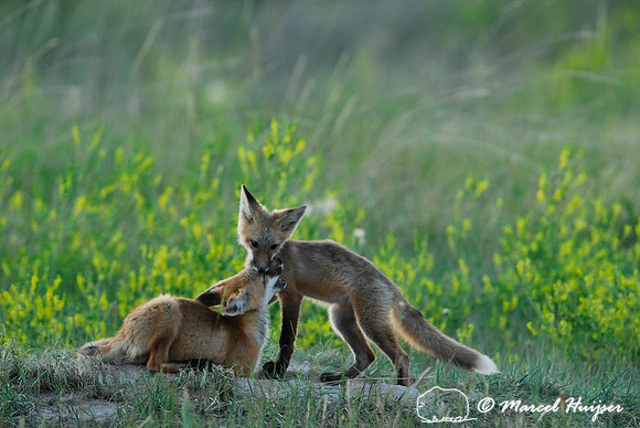Red fox (Vulpes vulpes) kits playing, Montana, USA
