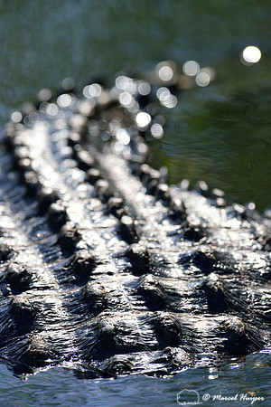 American alligator (Alligator mississippiensis), Everglades, Florida, USA