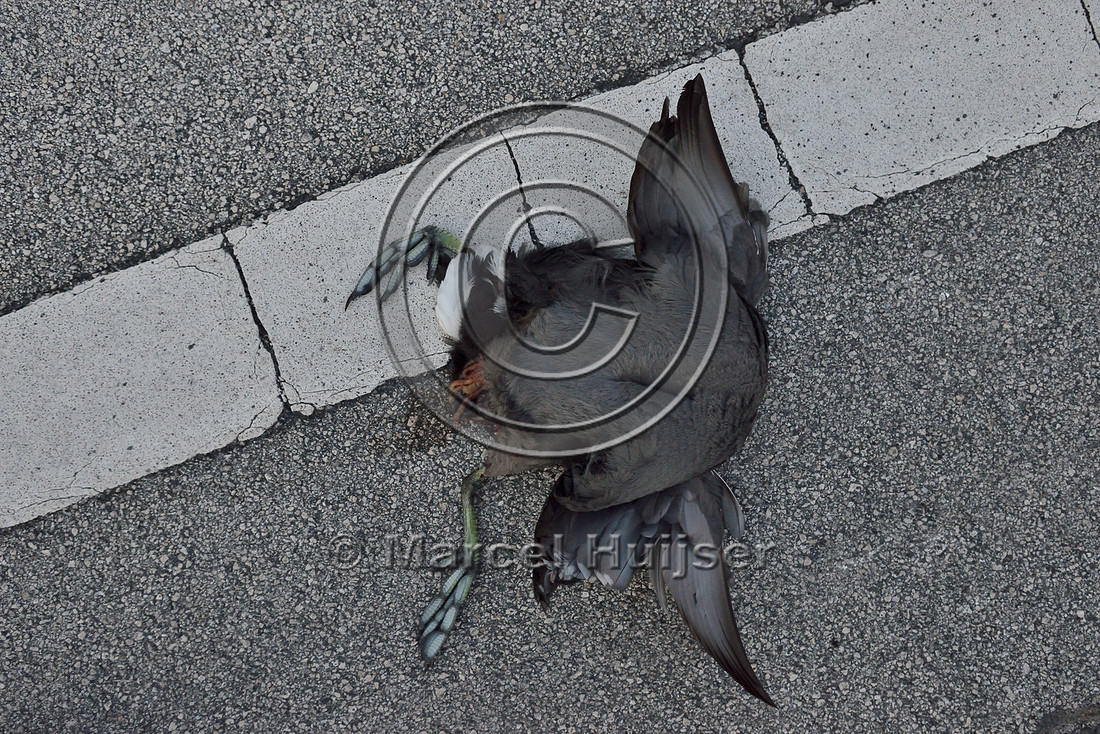 American coot (Fulica americana) roadkill, South Florida, USA