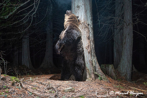 Grizzly bear (Ursus arctos horribilis) at rub tree, Montana