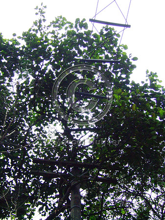 Note: image has relatively low resolution. Arboreal overpass for howler monkeys and sloths across a road bordering the zoo, Parque Zoologico de Sao Paulo, Av. Miguel Stéfano, São Paulo, Brazil