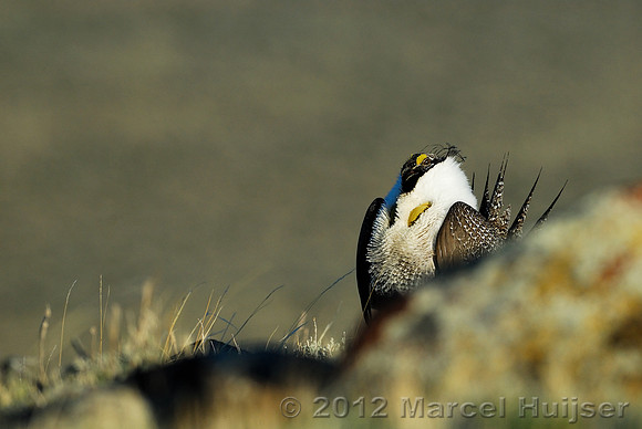 Male sage grouse (Centrocercus urophasianus) in a lek and displaying, near Bannack, Montana, USA