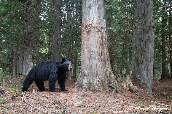 American black bear (Ursus americanus) at rub tree, Montana