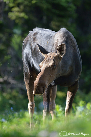 Moose (Alces alces), on ridge south of Teton Pass, Wyoming, USA