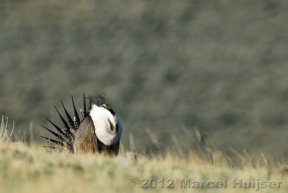Male sage grouse (Centrocercus urophasianus) in a lek and displaying, near Bannack, Montana, USA
