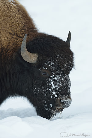 Bison (Bison bison) moving snow to access vegetation, Wyoming, USA