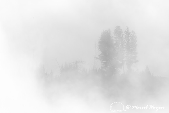 Trees and cliffs in morning fog above Yellowstone River at Tower