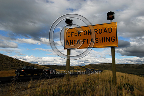 Animal detection system Pinedale, Wyoming