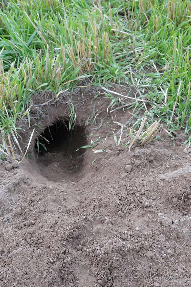 American badger (Taxidea taxus) burrow, Montana, USA