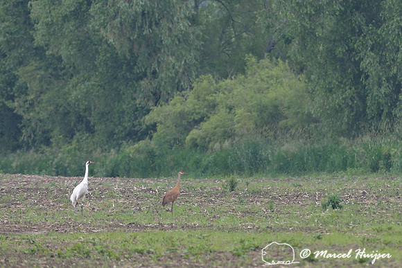 Whooping crane (Grus americana) and Sandhill crane (Grus canadensis), Horicon Marsh, Wisconsin, USA