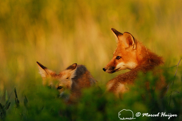 Portrait of red fox (Vulpes vulpes) kits in golden light, Montana, USA