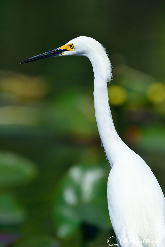 Little egret (Egretta garzetta), Everglades, Florida, USA