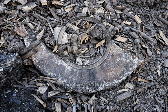 Bighorn sheep (Ovis canadensis) roadkill at wildlife composting facility, Montana