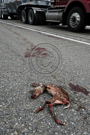 White-tailed deer (Odocoileus virginianus) fetus roadkill, AB  Note: the doe was struck and was lying dead further down the road, fetus was ripped from womb