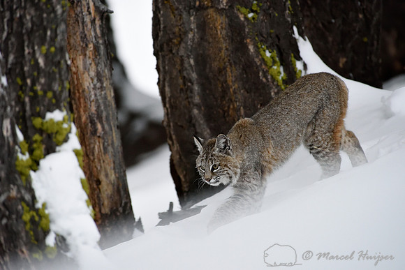 Bobcat (Lynx rufus) in the snow, Wyoming, USA