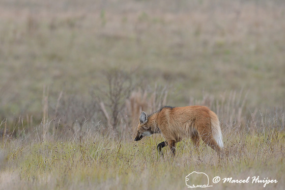 Maned wolf (Chrysocyon brachyurus), Parque Nacional da Serra da Canastra, Minas Gerais, Brazil
