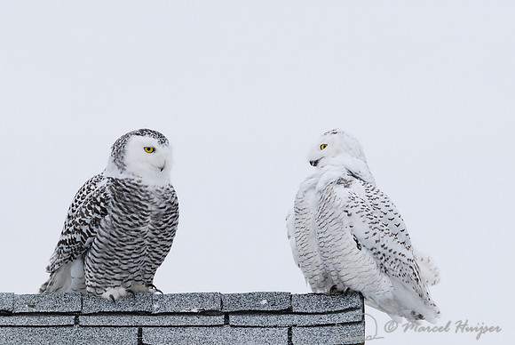 Snowy Owl (Bubo scandiacus), Montana, USA