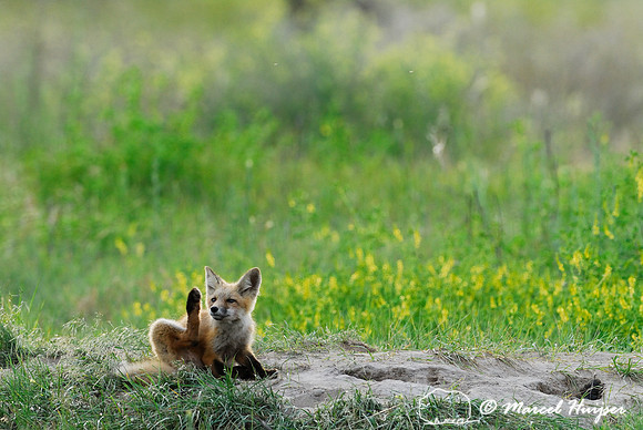 Red fox (Vulpes vulpes) kit venturing outside the den, Montana, USA