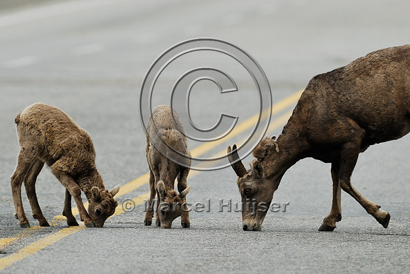 Bighorn sheep (Ovis canadensis) ewe and lambs licking roadsalt, British Columbia, Canada