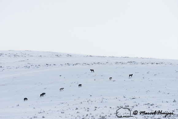 _DSC1831 Wolves (Canis lupus), Lamar Canyon Pack February 2015, Yellowstone National Park, Wyoming, USA