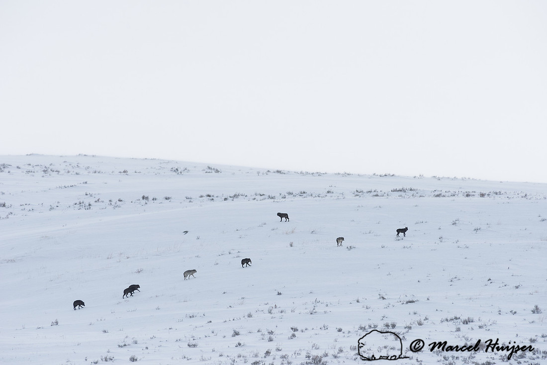 _DSC1831 Wolves (Canis lupus), Lamar Canyon Pack February 2015, Yellowstone National Park, Wyoming, USA