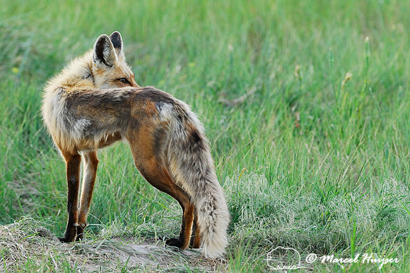 Red fox (Vulpes vulpes) adult at the den, Montana, USA