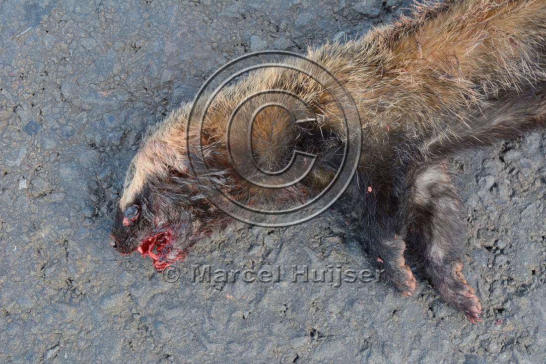 Lesser grison (Galictis cuja) roadkill, about 3 km west of Furnas, MG-050, Minas Gerais, Brazil