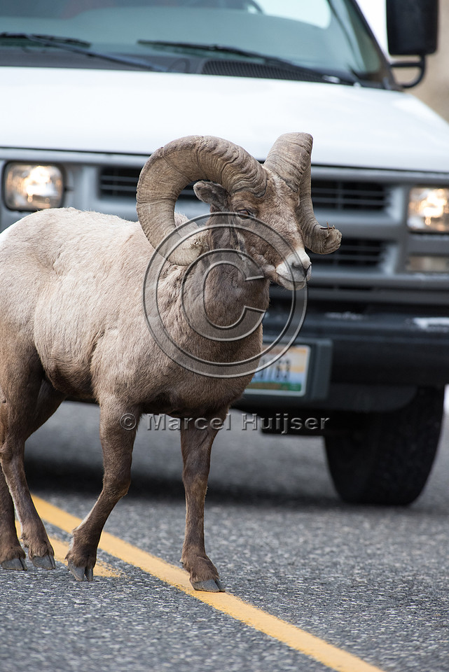 Bighorn sheep ram (Ovis canadensis) crosses road in front of car