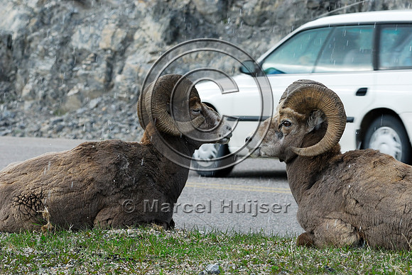 Bighorn sheep (Ovis canadensis) lying and ruminating in right-of-way next to road, AB