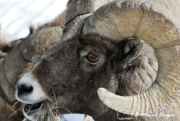 Bighorn sheep ram (Ovis canadensis), Wyoming, USA