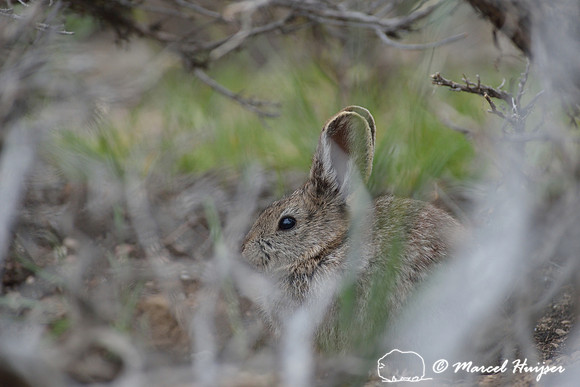 Pygmy rabbit (Brachylagus idahoensis), through big sagebrush, Montana, USA