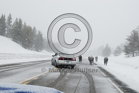 Bison (Bos bison) on road in snowstorm with traffic, MT