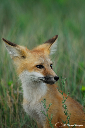 Red fox (Vulpes vulpes) kits playing, Montana, USA
