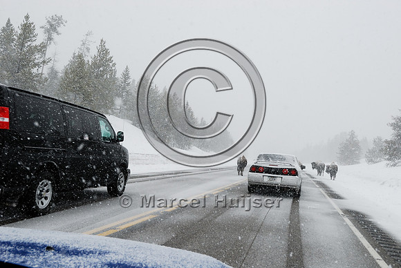 Bison (Bos bison) on road in snowstorm with traffic, MT